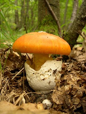 300px-Amanita_caesarea.jpg