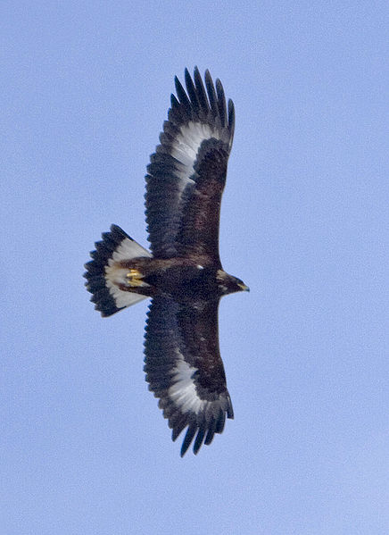 436px-Aquila_chrysaetos_USFWS.jpg