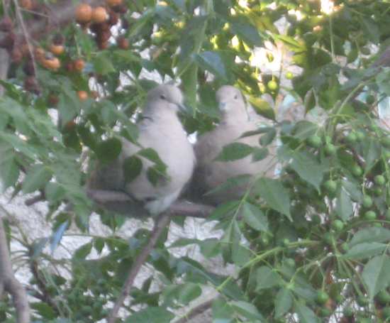 Doves2.jpg