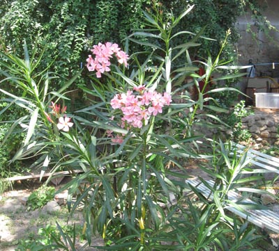 Oleander4.jpg