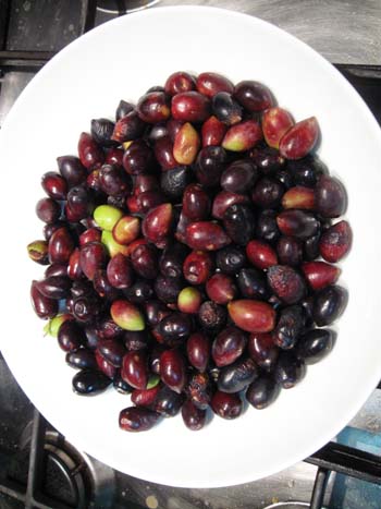 Olives2.jpg