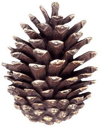 pine_cone.jpg